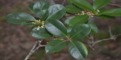 Chionanthus zeylanica